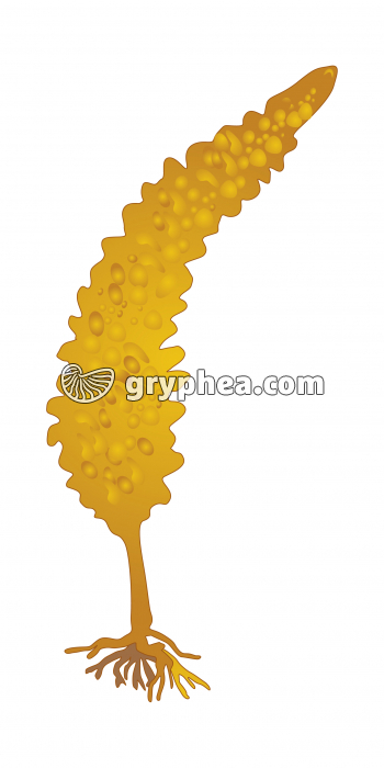 Laminaire (algue brune) - gryphea.org